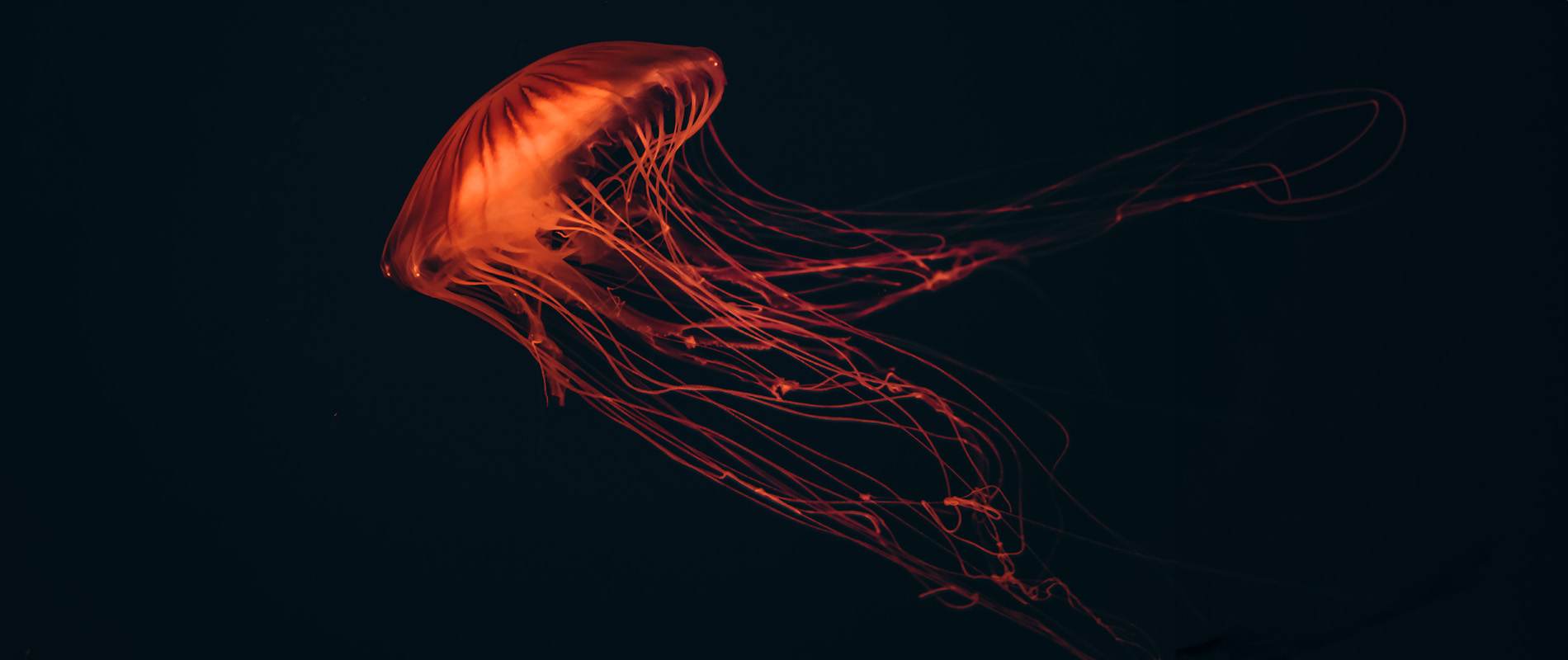 endometriose-symptome-erkennen-behandlung-hilfe-sun-store-apotheke