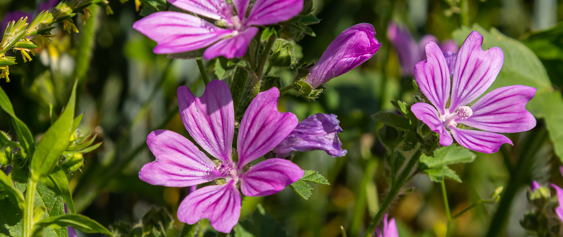 malve-plante-medicinale-toux-irritations-gorge