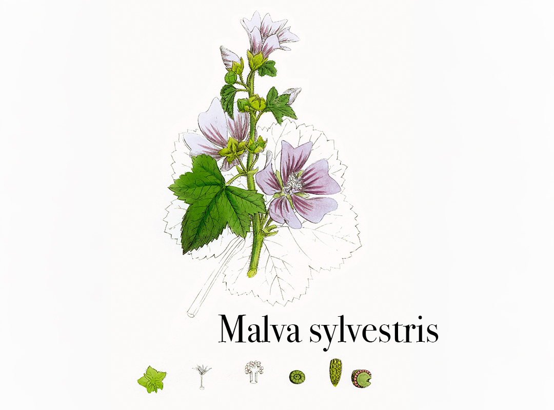 Mauve (Malva sylvestris) – plante médicinale douce pour apaiser les muqueuses chez Sun Store pharmacie