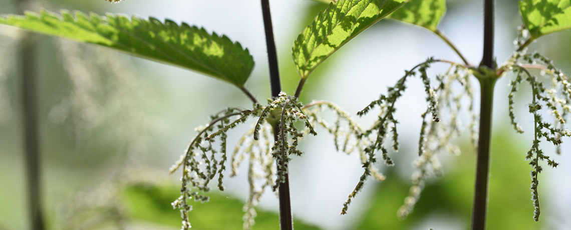 Phytothérapie_plantes_médicinales_allergie_au_pollen_Sun_Store_Pharmacie