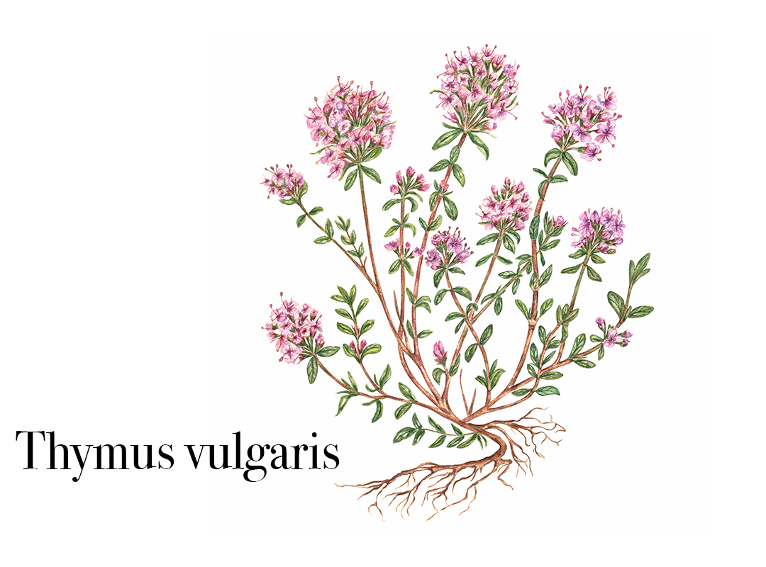 Thymian zur Unterstützung bei Husten und Bronchitis – Heilpflanze aus der Sun Store Apotheke