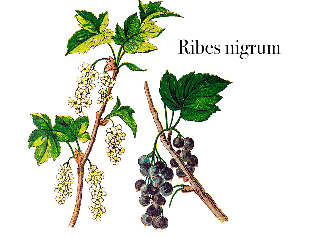 Cassis – pour accompagner les défenses naturelles en période de fatigue