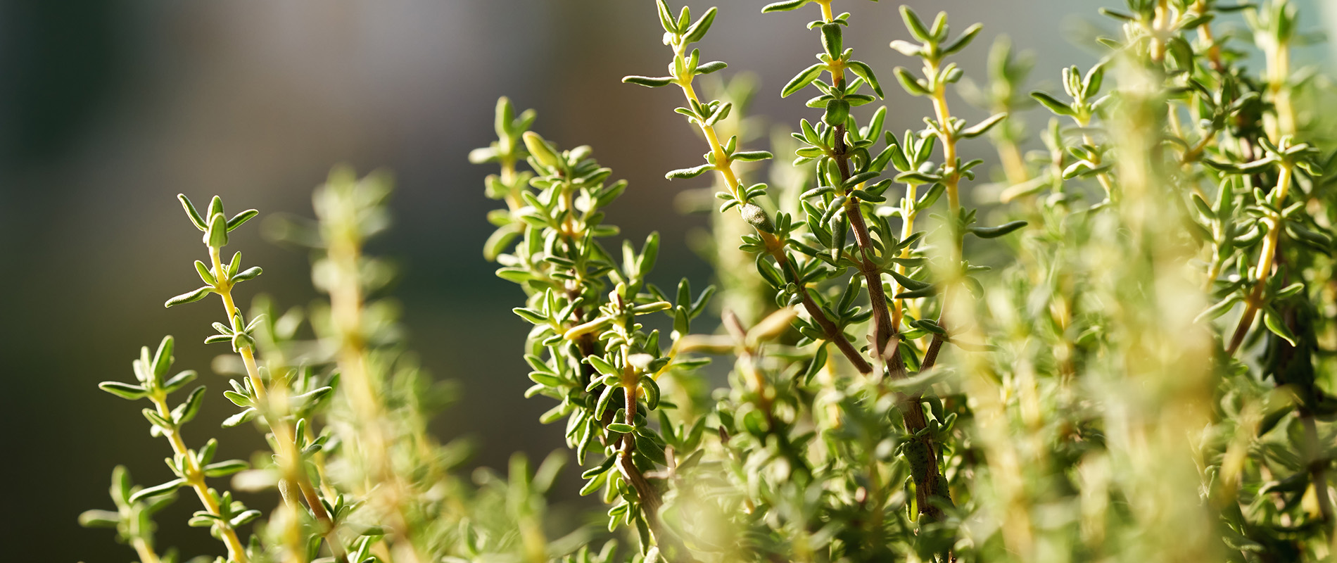 Thymian-als-Heilpflanze – Verwendung und Vorteile im Lexikon der Heilpflanzen von Sun Store Apotheke
