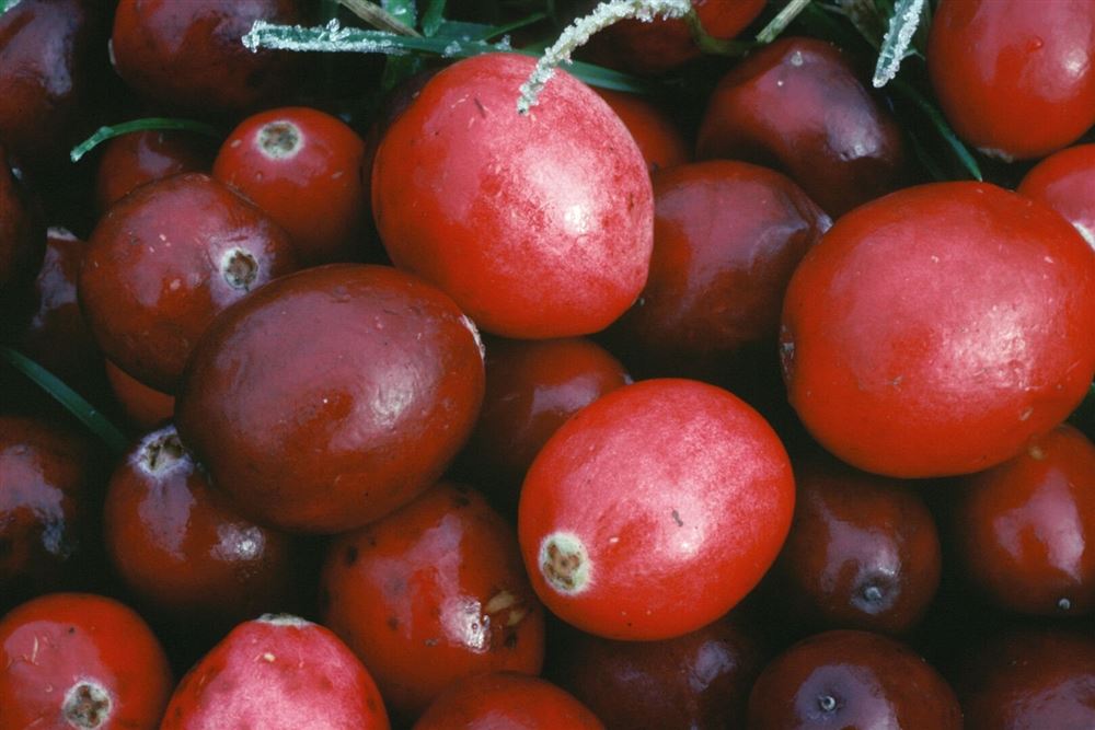 ARKOCAPS cranberryne