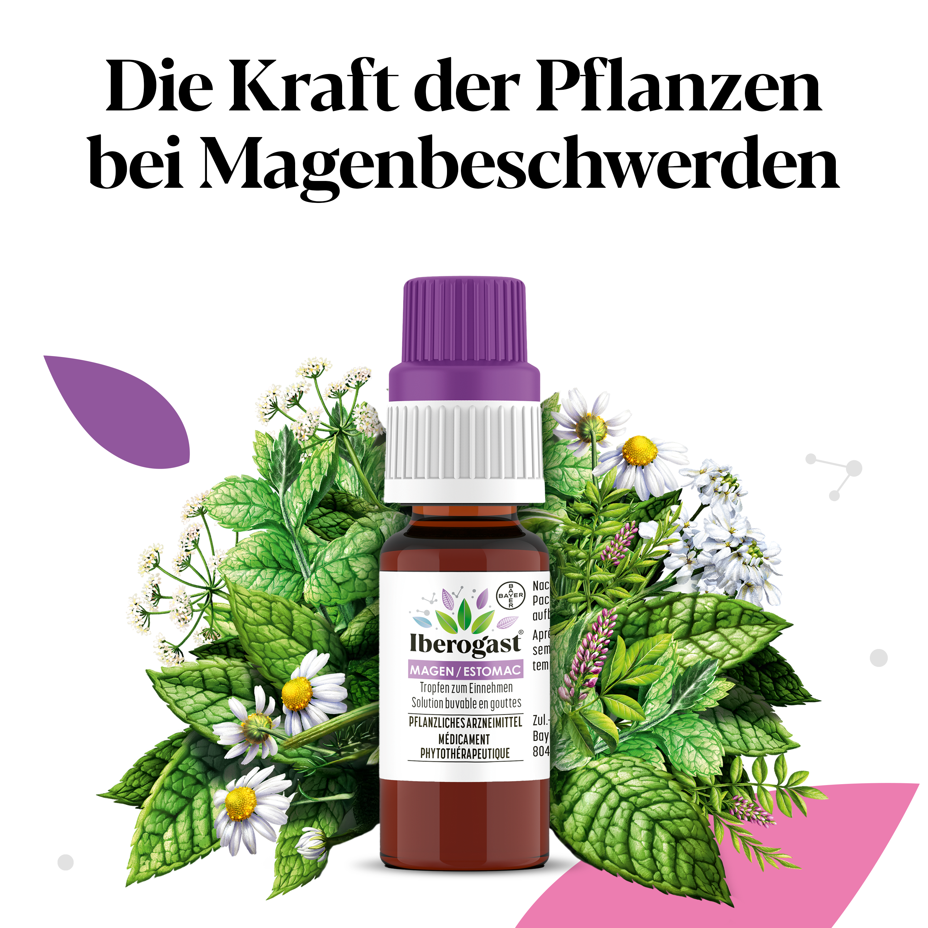 Iberogast Magen, Bild 3 von 5