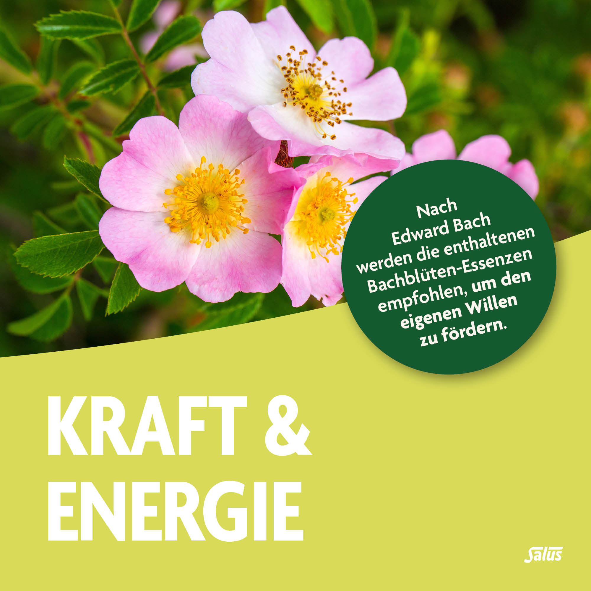 SALUS Bachblüten Tee Kraft & Energie, Bild 2 von 5