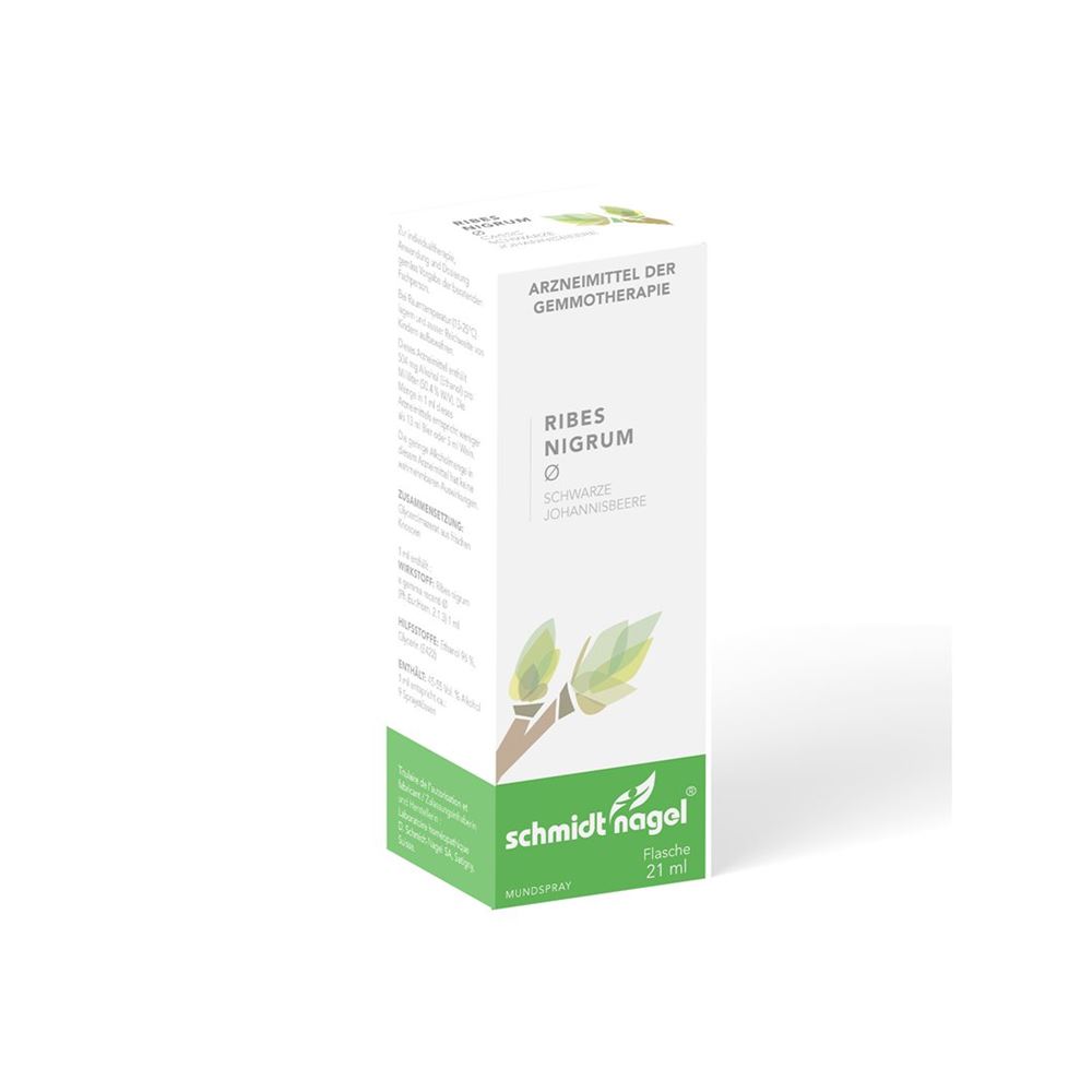 SCHMIDT-NAGEL Ribes nigrum, Hauptbild