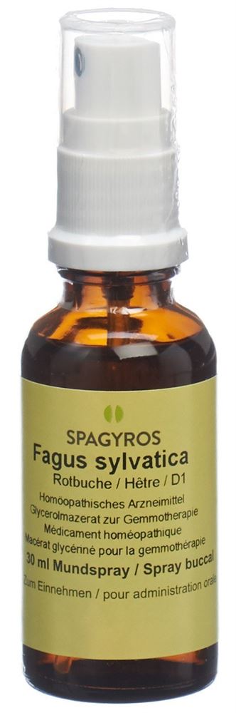 Spagyros Fagus sylvatica 1 D