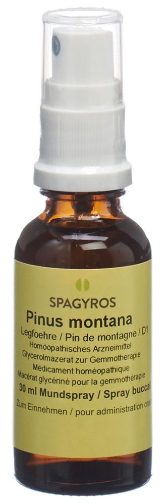 Spagyros pinus montana 1 D