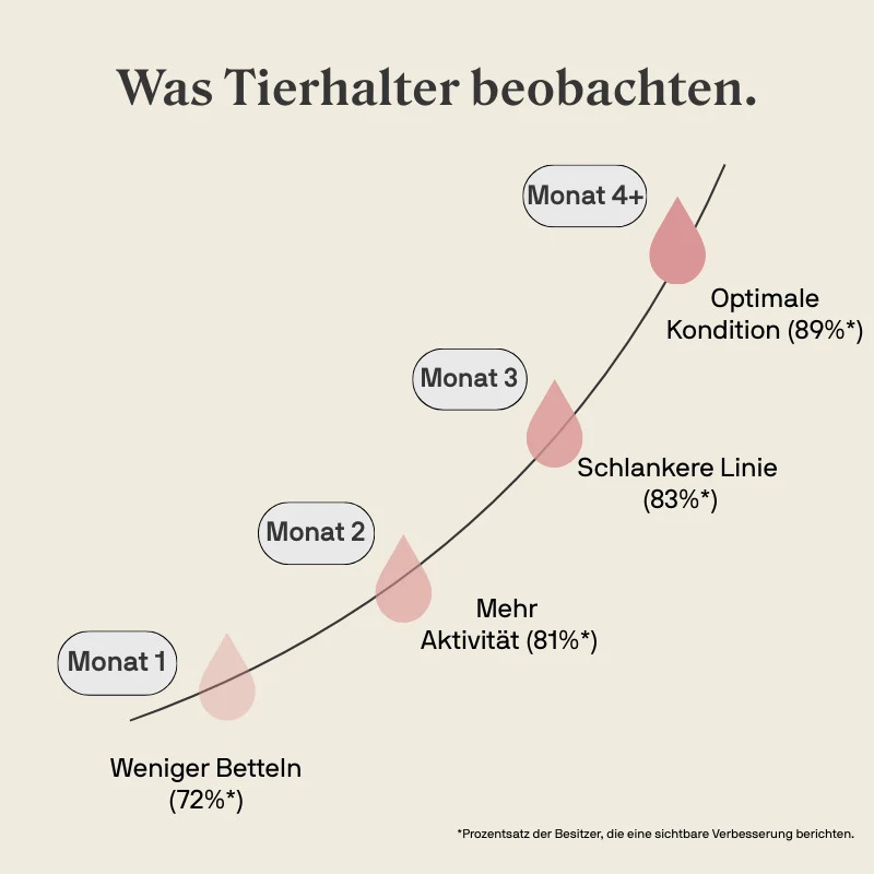 STYLLA Ideal Weight für Katzen, Bild 2 von 5