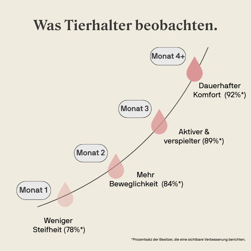 STYLLA Mobility für Katzen, Bild 2 von 5